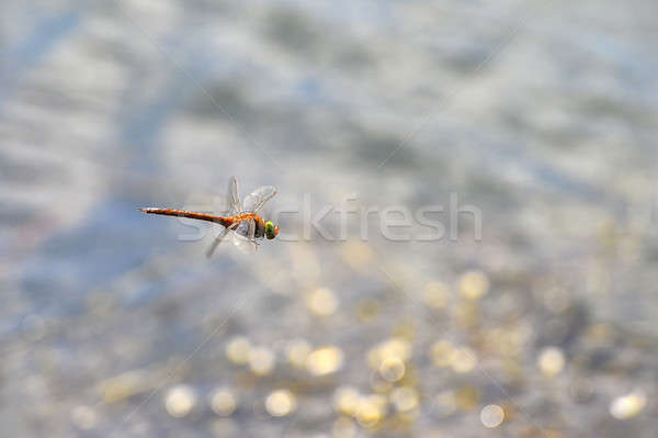 Stock photo: Dragonfly close up flying over the water