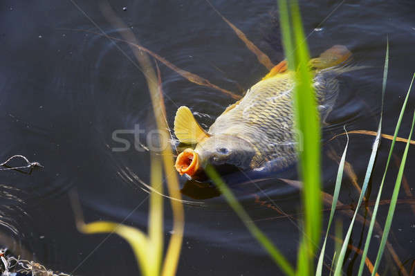 鯉魚 餌 水 關閉 魚竿 鉤 商業照片 © AlisLuch