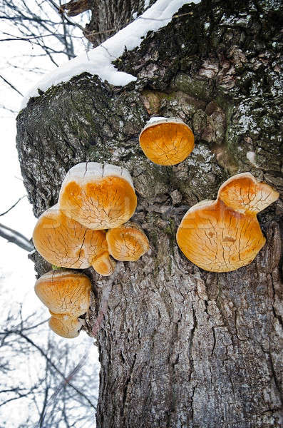 Polypore mushrooms growing on a tree Stock photo © AlisLuch