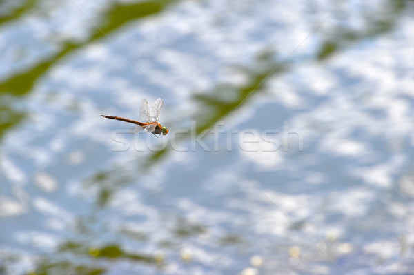 Libel vliegen water focus hoofd Stockfoto © AlisLuch