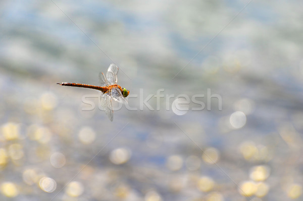 Libélula vuelo agua enfoque cabeza Foto stock © AlisLuch