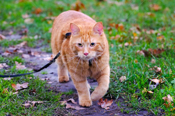 Stockfoto: Rood · kat · najaar · gras · riem · lijn