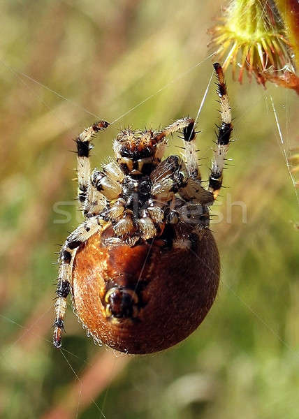 The spider hangs on the web and looking at the camera macro Stock photo © AlisLuch