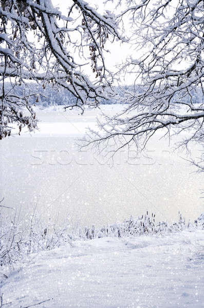 Inverno view frame rami ghiaccio neve Foto d'archivio © AlisLuch