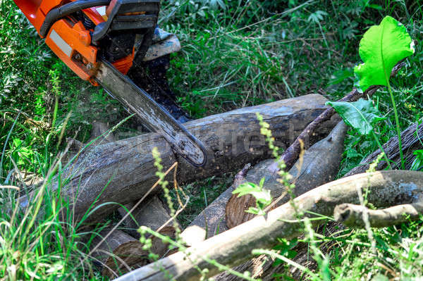 Kettensäge geschnitten Holz Schneiden elektrische Wald Stock foto © AlisLuch