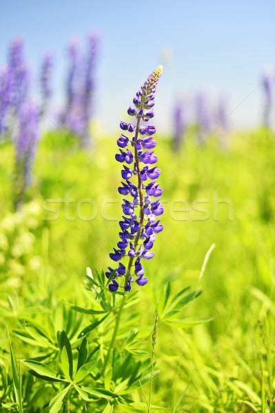 Foto d'archivio: Fioritura · prato · fiori · primavera