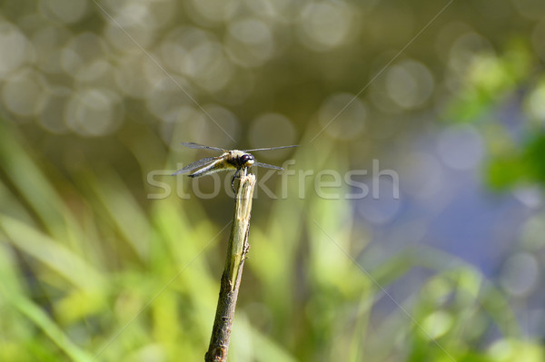 Dragonfly close up sitting on a branch above the water Stock photo © AlisLuch