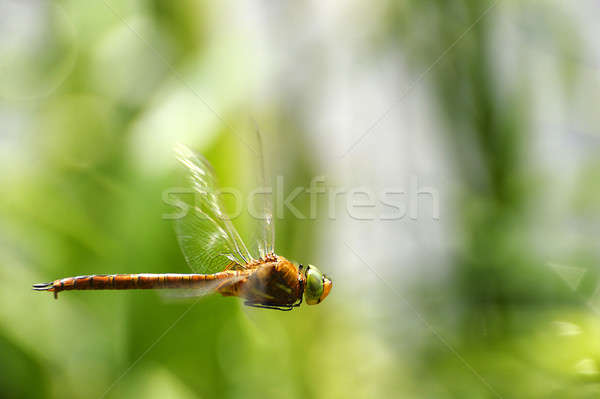 Dragonfly very close up during the flight in motion Stock photo © AlisLuch