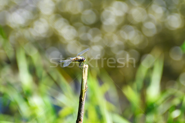Dragonfly posiedzenia oddziału powyżej wody Zdjęcia stock © AlisLuch