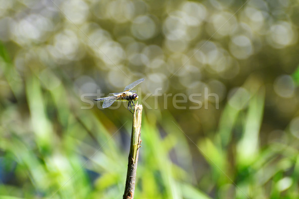 Dragonfly close up sitting on a branch above the water Stock photo © AlisLuch