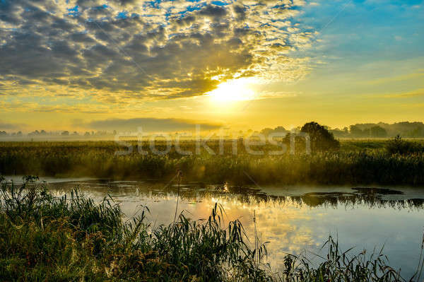 Photo with a summer sunrise and a tree Stock photo © AlisLuch