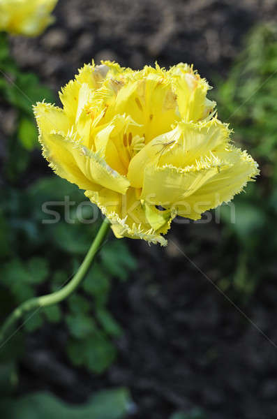 Fiore giallo tulipani primavera paese giardino Foto d'archivio © AlisLuch