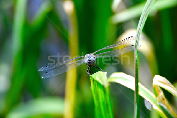 Dragonfly глядя камеры Flying Сток-фото © AlisLuch