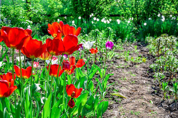 Flowering tulips on a flowerbed in a garden in the spring Stock photo © AlisLuch