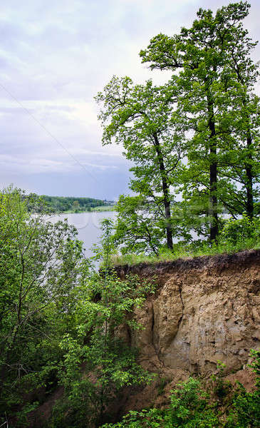 Trees on the edge of the cliff Stock photo © AlisLuch