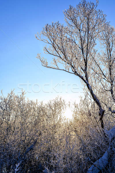Stockfoto: Heldere · winter · landschap · bomen · bos · zonsopgang