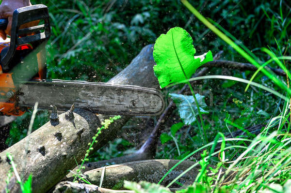 Kettensäge geschnitten Holz Schneiden elektrische Wald Stock foto © AlisLuch