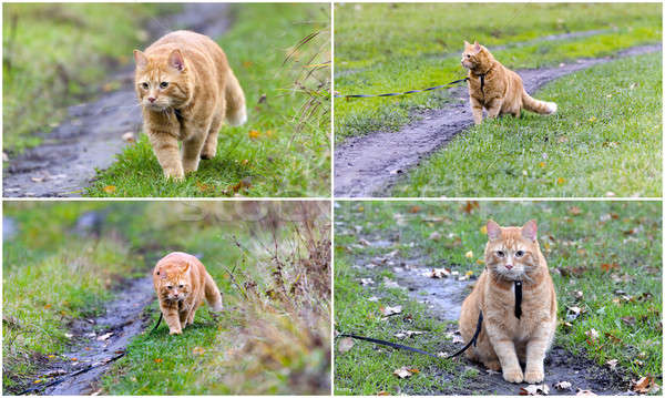 コラージュ 徒歩 猫 草 森林 ホーム ストックフォト © AlisLuch