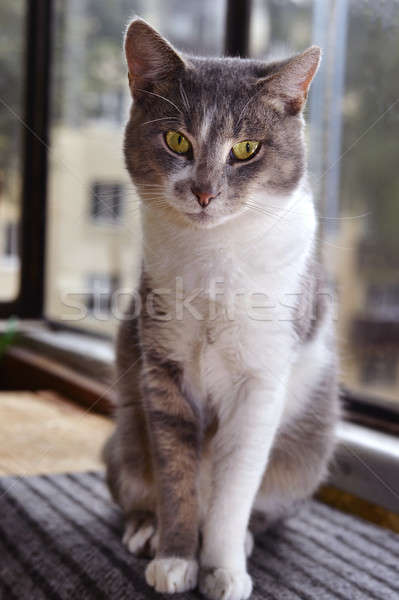 グレー 縞模様の 猫 ルックス 悲しい カメラ ストックフォト © AlisLuch