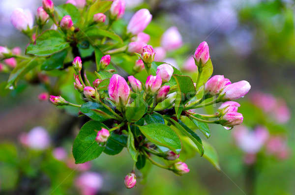 Ramo pere rosa fiori pioggia gocce Foto d'archivio © AlisLuch
