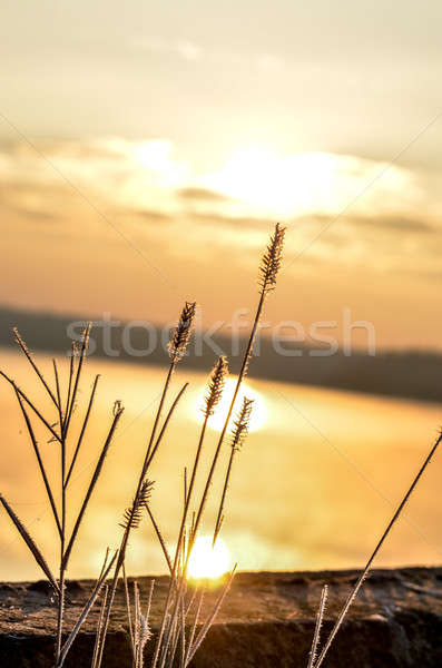 Dry reed bending over the water. Retro style. Stock photo © AlisLuch