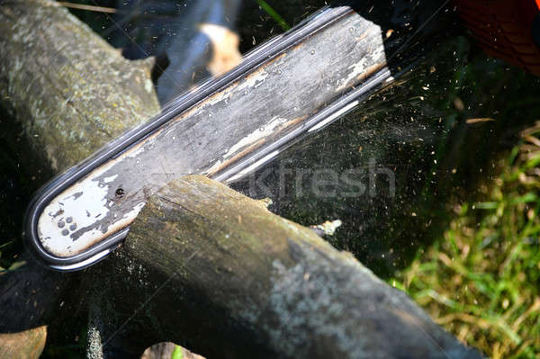 チェーンソー カット 木製 電気 森林 ストックフォト © AlisLuch