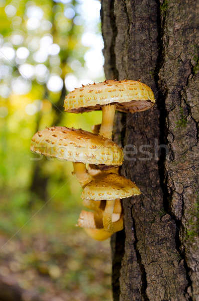 A group of mushrooms on a tree trunk Stock photo © AlisLuch