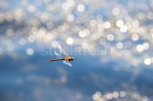 Macro foto libellula battenti acqua fiore Foto d'archivio © AlisLuch