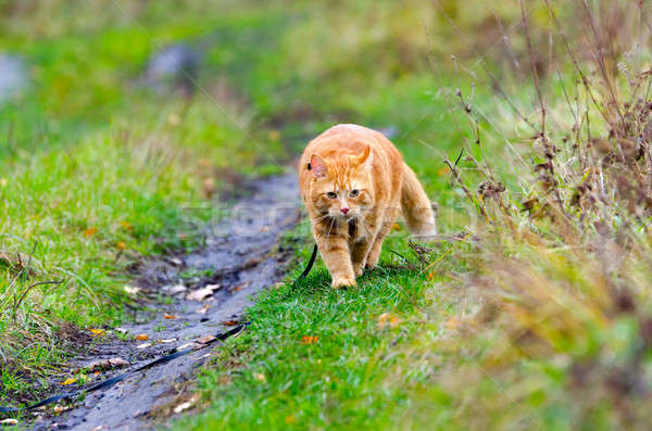 Kırmızı kedi sonbahar çim tasma kayışı hat Stok fotoğraf © AlisLuch