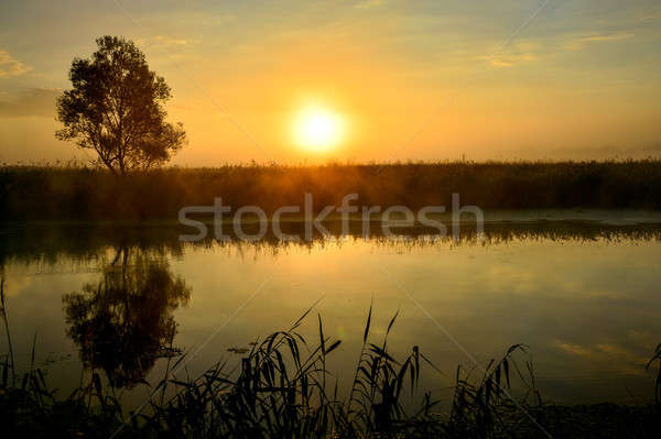 Сток-фото: фото · лет · Восход · реке · дерево · трава