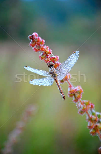 Dragonfly капли роса лезвия трава Сток-фото © AlisLuch