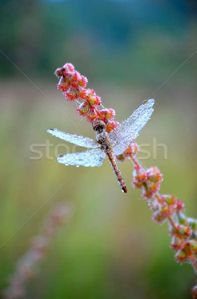 Foto d'archivio: Libellula · gocce · rugiada · lama · erba