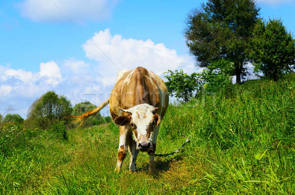 Grazing cow looking into the camera lens Stock photo © AlisLuch