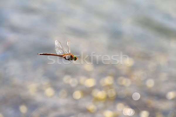 Libel vliegen water focus hoofd Stockfoto © AlisLuch