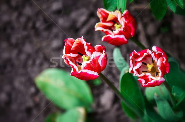 Fioritura tulipani aiuola giardino primavera fiore Foto d'archivio © AlisLuch
