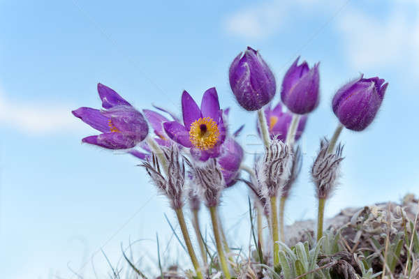 Piękna fioletowy kwiaty sen herb wiosną Zdjęcia stock © All32