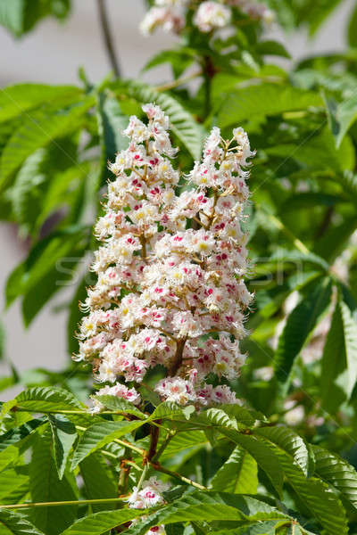 Flowering branches of chestnut (Aesculus hippocastanum) Stock photo © All32