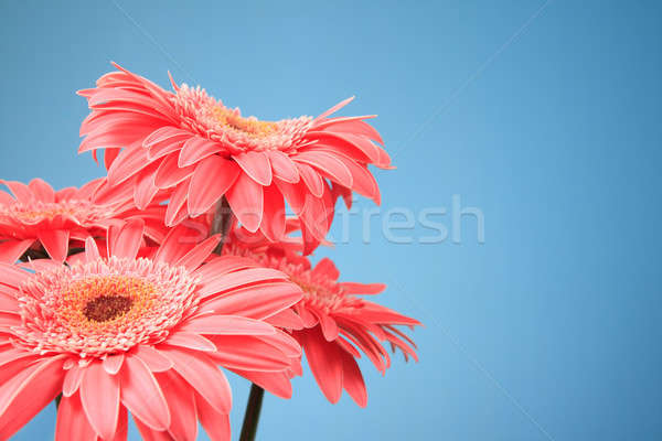 Pink gerbera flowers Stock photo © All32