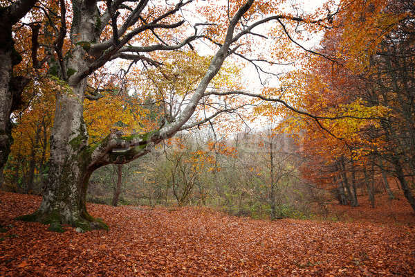 Stock photo: Trees with red leaves in autumn forest