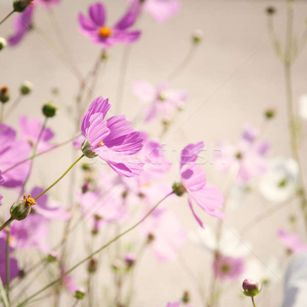 Bloemen hemel schoonheid groene witte roze Stockfoto © All32