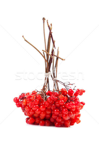 Canneberges isolé blanche fruits jardin médecine [[stock_photo]] © All32