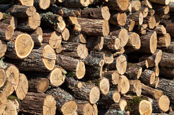 Firewood stacked in the woodpile Stock photo © All32