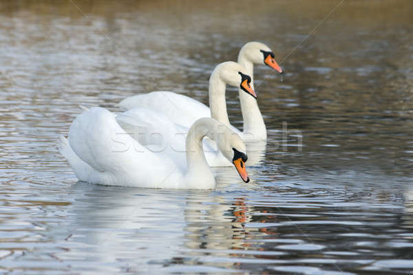White swans floating on the water surface Stock photo © All32