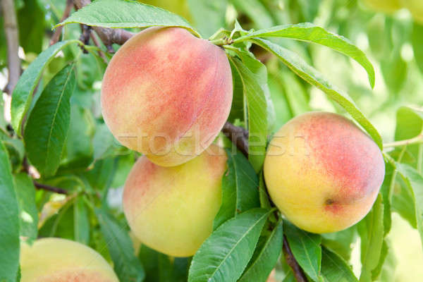 Foto stock: Melocotón · rama · maduro · hojas · verdes · naturaleza · hoja