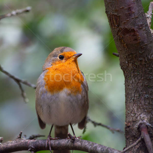 鳥 歐洲的 美麗 木 性質 橙 商業照片 © All32