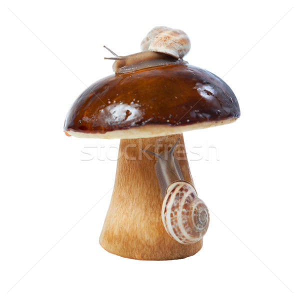White fungus and snails Stock photo © All32