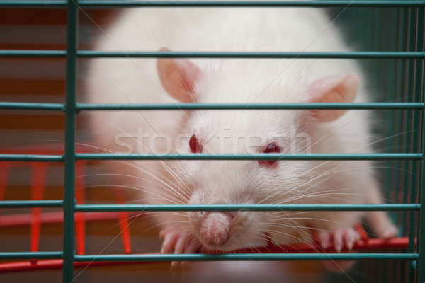 Stock foto: Weiß · Ratte · Käfig · Gesicht · Natur · Schönheit