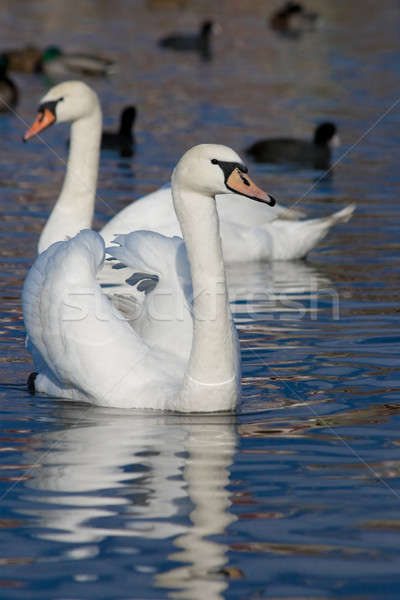 Foto stock: Belo · flutuante · cisne · praia · família · natureza