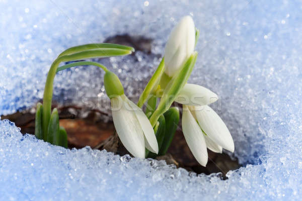 Stock photo: Beautiful first snowdrops