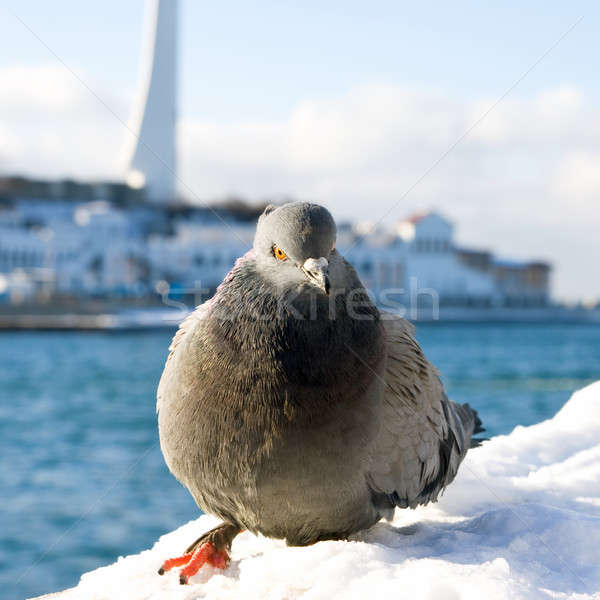 Pigeon. Stock photo © All32